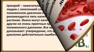 Цикорий повышает или понижает давление