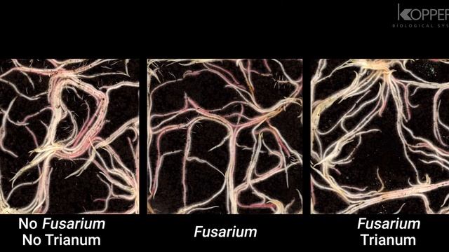 Trichoderma harzianum T22 combats Fusarium in maize roots – Koppert