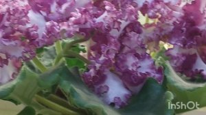 10.08.23./ВЫСТАВКА,НОВИНКИ фиалок в Доме фиалок#фиалки#выставка#домфиалки#