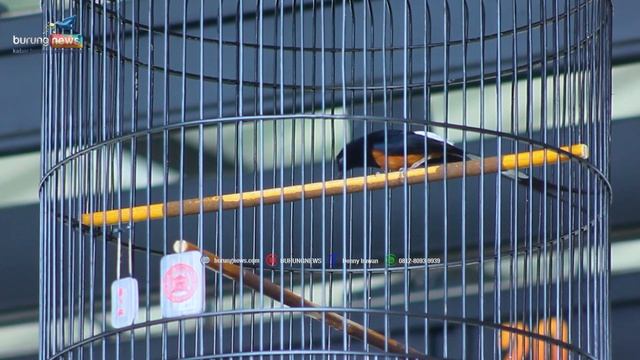 SAMBO❗DR.RENO PRAMA TEAM❗TEMBUS 5 BESAR BOGOR ALL STAR ARENA смотреть онлайн