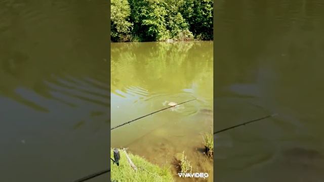 Fishing in Poland 🎣🎣🎣 рыбалка в Польше . Ловим карпа . смотреть онлайн