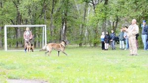 Дрессировка собак в Омске - ОЦССС