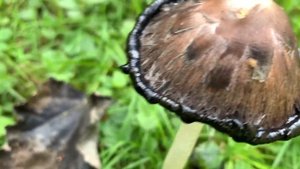 Coprinus comatus - чернильный гриб - навозник белый. И это всё о нём!