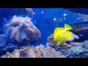 Красивая музыка. Спокойная музыка для души. / Beautiful music. Calm music for the soul.