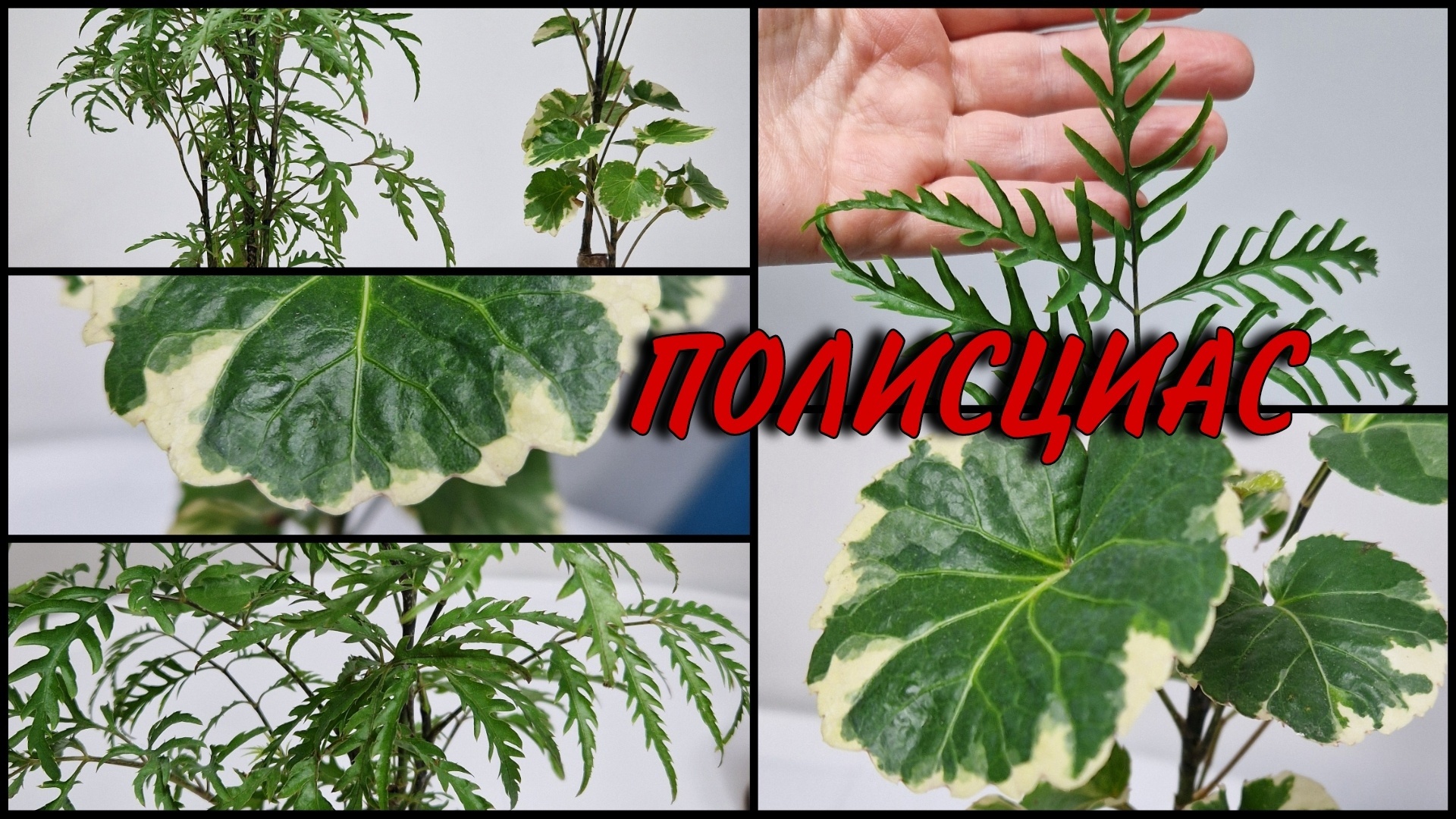 Полисциас в домашних условиях. Адаптировались и освоили горшки. Перевалка. Полисциас фруктикоза и По