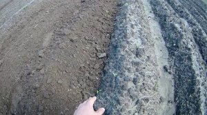 Мотоблок Нева, обработка картофеля ёжиками