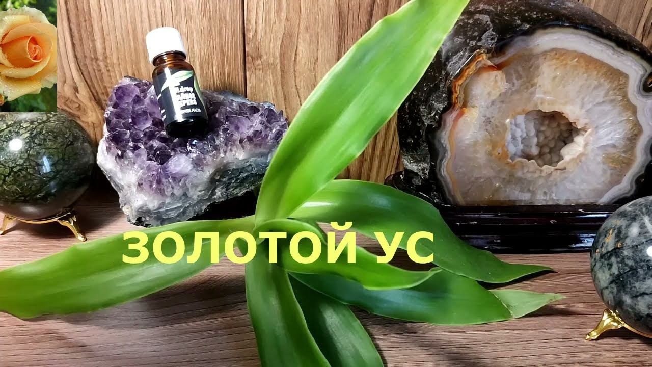 КАК УСТРАНИТЬ БОРОДАВКИ И ПАПИЛЛОМЫ  - ЗОЛОТОЙ УС