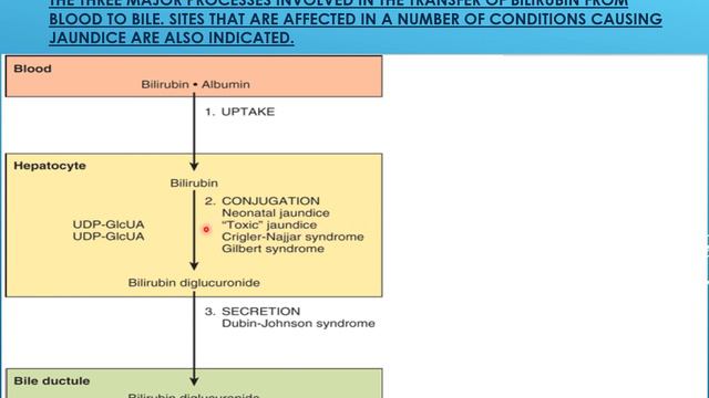 Biochemistry Lecture No. 5 Heme Degradation and jaundice (FRPMC) смотреть онлайн