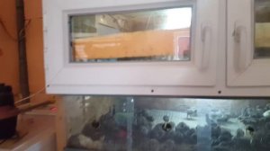 Инкубация перепелов