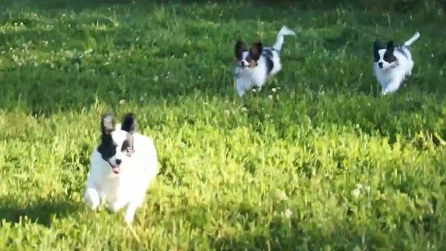 Щенки Играют | Папильон Собака| Asia Ardent смотреть онлайн