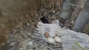 Где гнезда у голубей? где маленькие голубята? Они рядом с нами