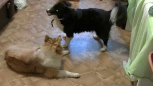 щенок колли и дворняжка борются
a collie puppy and a mutt are fighting