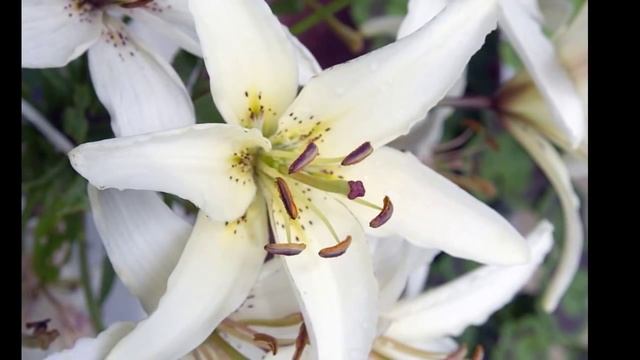 С Днем Рождения, мамочка! смотреть онлайн