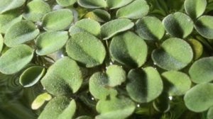 САЛЬВИНИЯ УШАСТАЯ. СОДЕРЖАНИЕ И РАЗМНОЖЕНИЕ В АКВАРИУМЕ