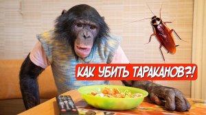 ШИМПАНЗЕ Боня переехала в Оренбург | Как убить тараканов | Ремонт своими руками