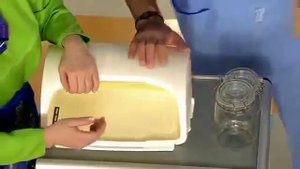 Как вывести и как бороться с муравьями в квартире