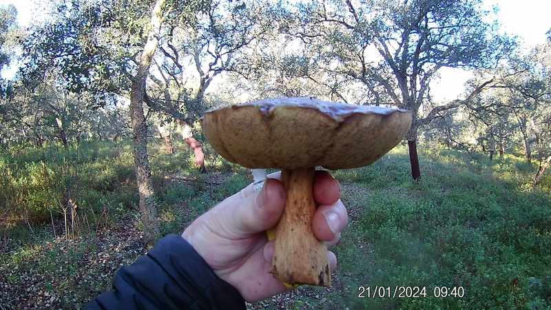 Январский поход за грибами