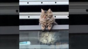 Котик делает лапки