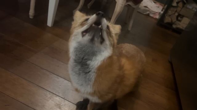 Алиса - лиса. Ужин отдай смотреть онлайн