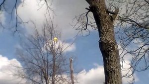 Шарик Застрял на дереве!!!