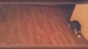 Смешные приколы про кошек!