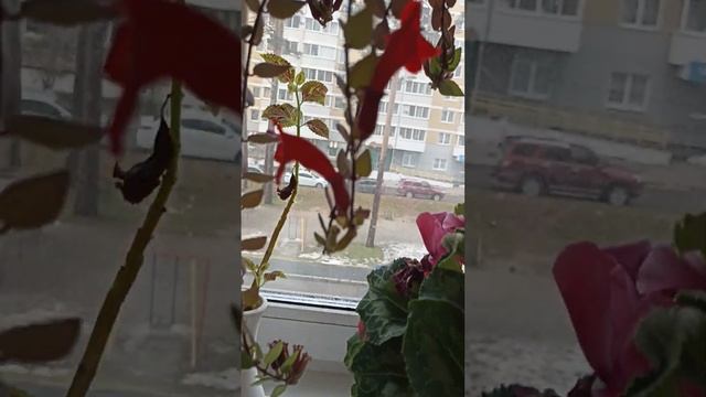 И это ноябрь. Дожди.Орхидея ноября. смотреть онлайн