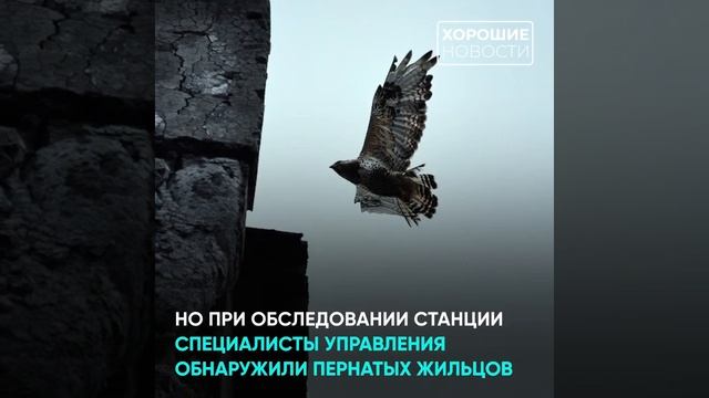 Специалисты «Норникеля» спасли птенцов мохноногих канюков смотреть онлайн