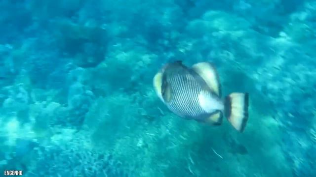 12 Terrifying Sea Creatures You Won't Believe Exist смотреть онлайн