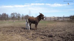 Видео для детей - Детские песни -  Животные для детей - Ослик