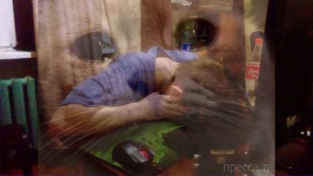 Ночь перед экзаменом! смотреть онлайн