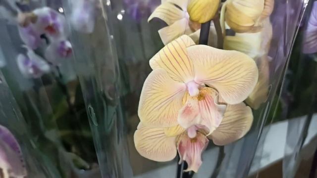 Шикарный, ароматный обзор, свежих , редких орхидей фаленопсис и не только. смотреть онлайн