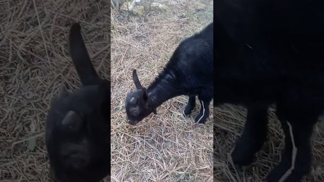 Козлик. Мурсиана Гранадина наш породистый козлик.