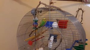 Что обязательно должно быть в клетке волнистого попугая.