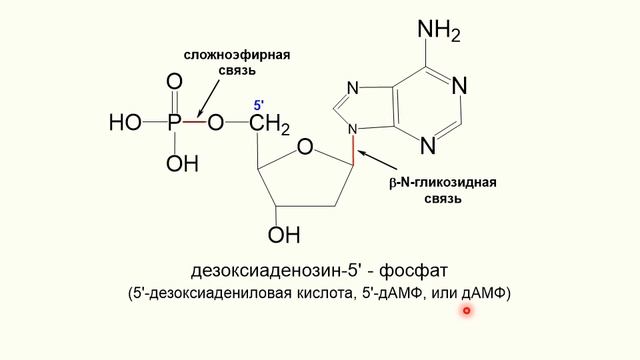 ЛЕКЦИЯ 7. НУКЛЕИНОВЫЕ КИСЛОТЫ смотреть онлайн