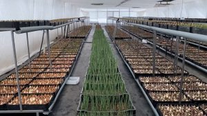 Выгонка ириса к 8 марта. 7 недель после посадки