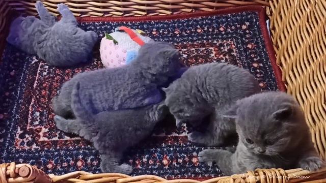 Месячные британские котята