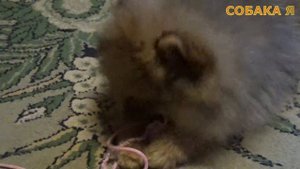 Шпиц Щенок 4 месяца первые дни в доме ( Чипа ). Spitz Puppy 4 months first days in the house.