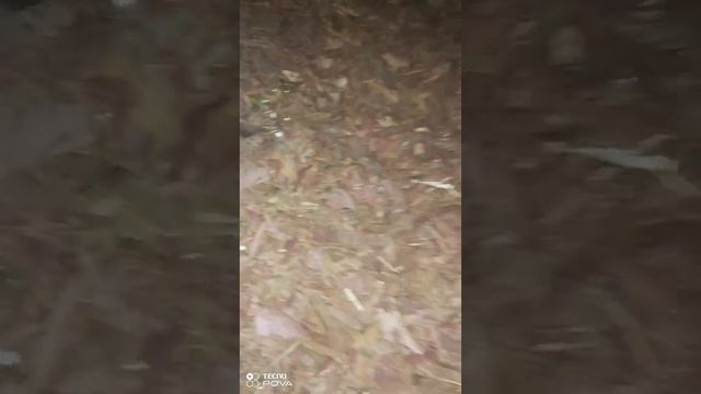 Шредер - измельчитель садовых веток рубби. смотреть онлайн