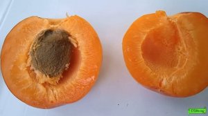 Абрикос Леди Кот, вкуснейший сорт....Астрахань 2022г.