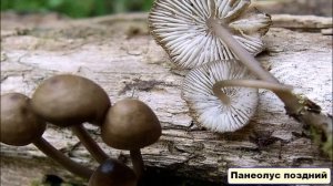 Съедобные грибы (Внешний вид для сбора).  По информации с сайта vsegriby.ru