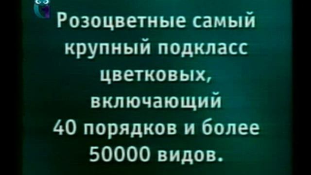 Урок 6. Название. Классификация цветковых. Двудольные и однодольные