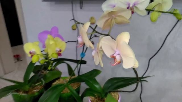 Мои комнатные растения // Всех с Крещением! Как мы разместили цветочки смотреть онлайн