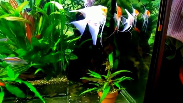 #Aquarium. Скалярии, меченосцы и другие. смотреть онлайн