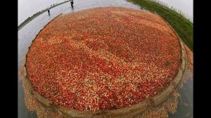 Хранение больших обьёмов клюквы
