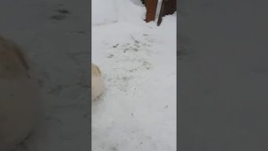 Знакомство с коломенским гусём Мартином.