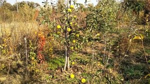 яблоня Муцу NK