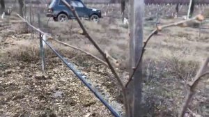 Фундук Трапезунд  Обрезка ч 2 двухлетний саженец