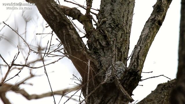 Aegithalos caudatus # 1(Long-tailed Tit, Длиннохвостая синица, Ополовник, гнездо 15 метров) Moscow