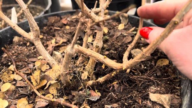 Размножение метельчатой отводками. Нижний полив. смотреть онлайн