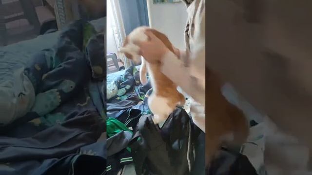 ДомашниеПитомцы